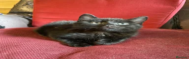 Mixed Breed Kitten 3