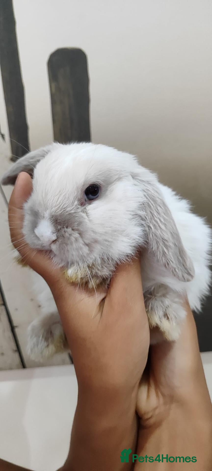 Mini Lop rabbits Last girl left! Beautiful mini lop - Advert 2