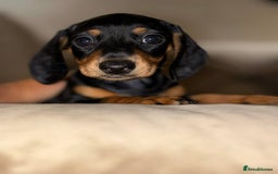 Dachshund dogs for sale: Mini daushands  - Image 6