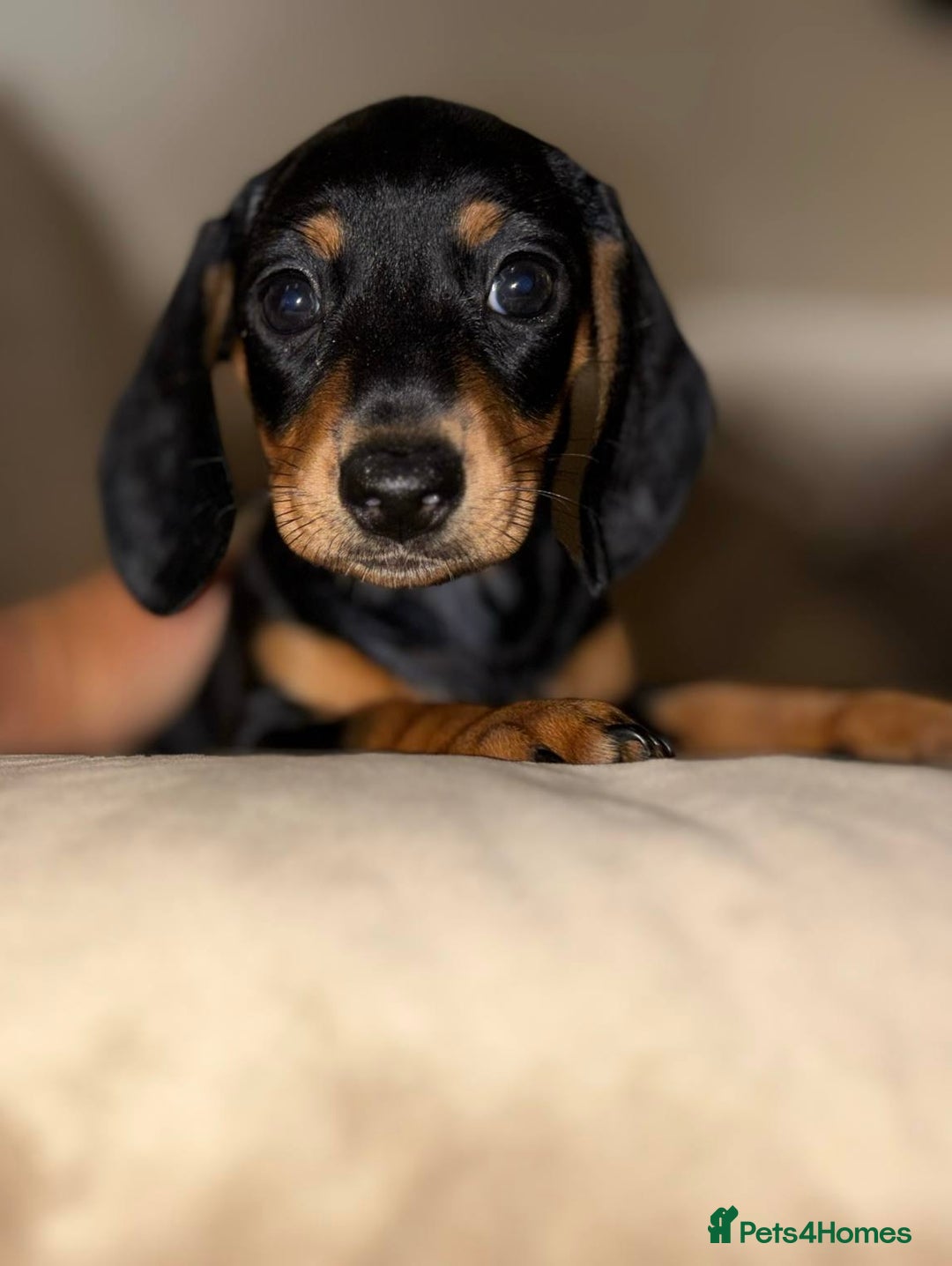 Dachshund dogs for sale: Mini daushands  - Image 6