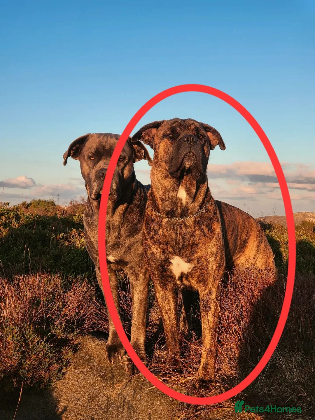 Cane Corso dogs Brown brindle canecorso for stud. - Advert 13