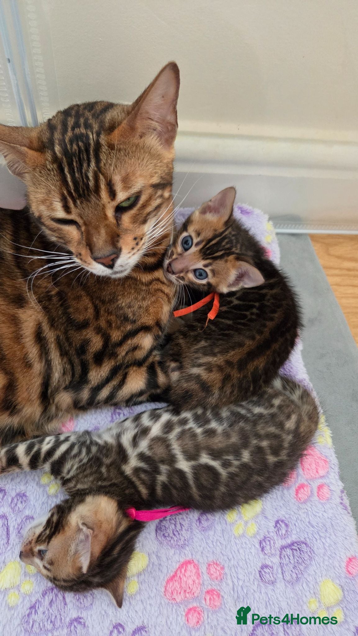 Bengal cats ⚜️Bengal kittens Tica registered ⚜️ - Advert 9