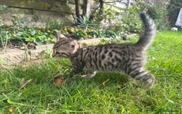 Bengal cats for sale: Bengal x Persian kittens - Image 5