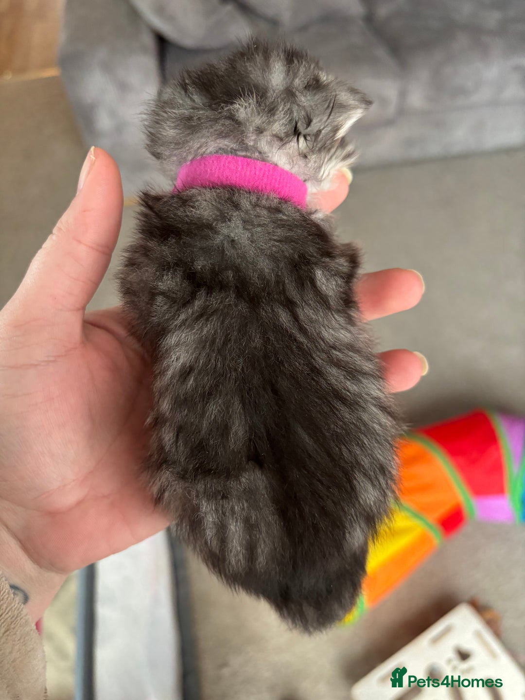 Persian cats for sale: Stunning Persian X maincoon kittens - Advert 11