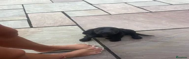 Cocker Spaniel 3