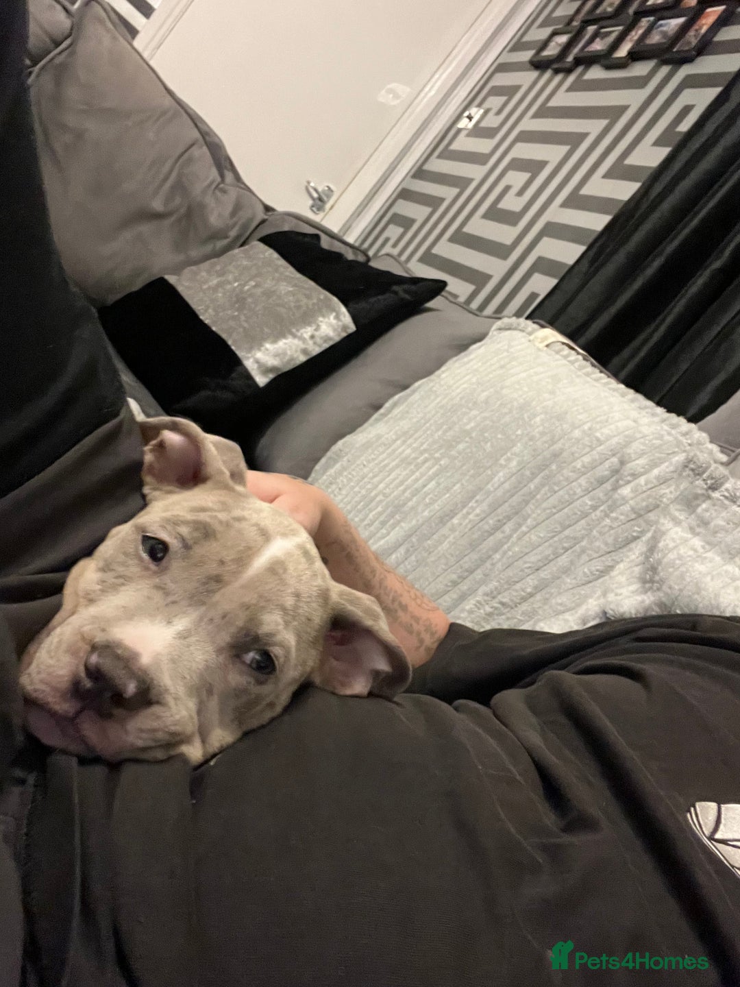 American Bully dogs for sale: American bully pup - Image 4