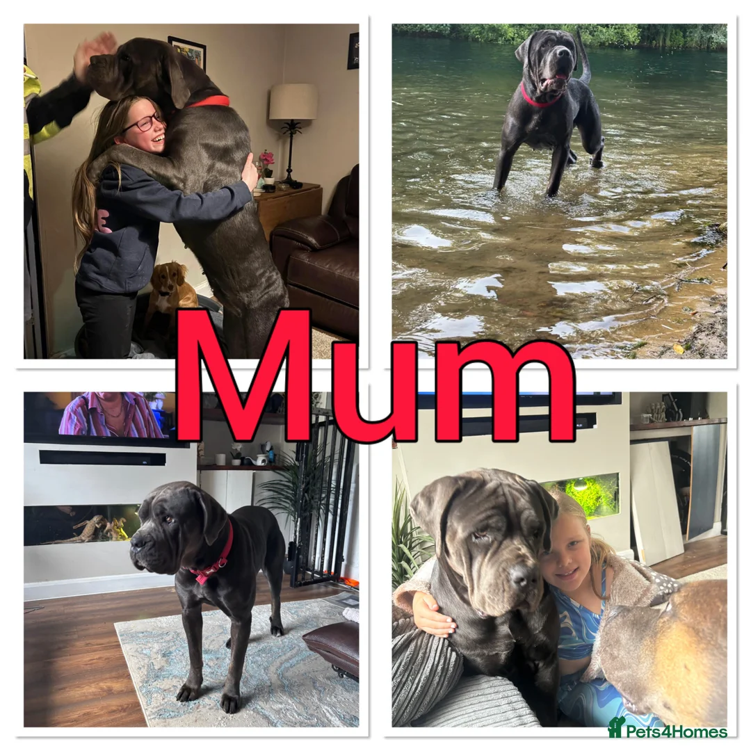 Cane Corso dogs for sale: 9 Cain corso puppies waiting for their foreverhome - Advert 1