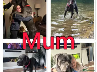 Cane Corso dogs 9 Cain corso puppies waiting for their foreverhome - Advert 3