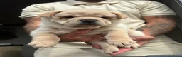 Mixed Breed dogs for sale: FRENCHIE chows  - Advert 2