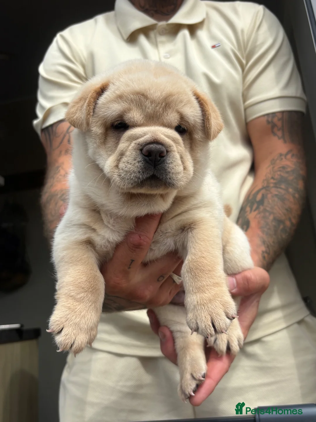 Mixed Breed dogs for sale: FRENCHIE chows  - Advert 2