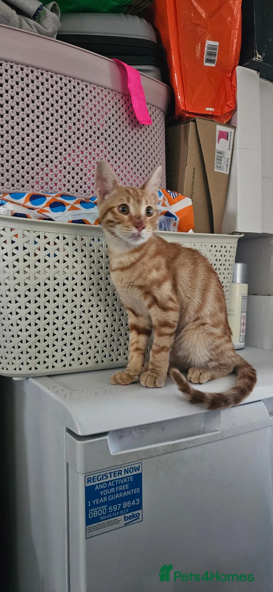 British Shorthair cats for sale: Loving male kitten 5 months old - Advert 1