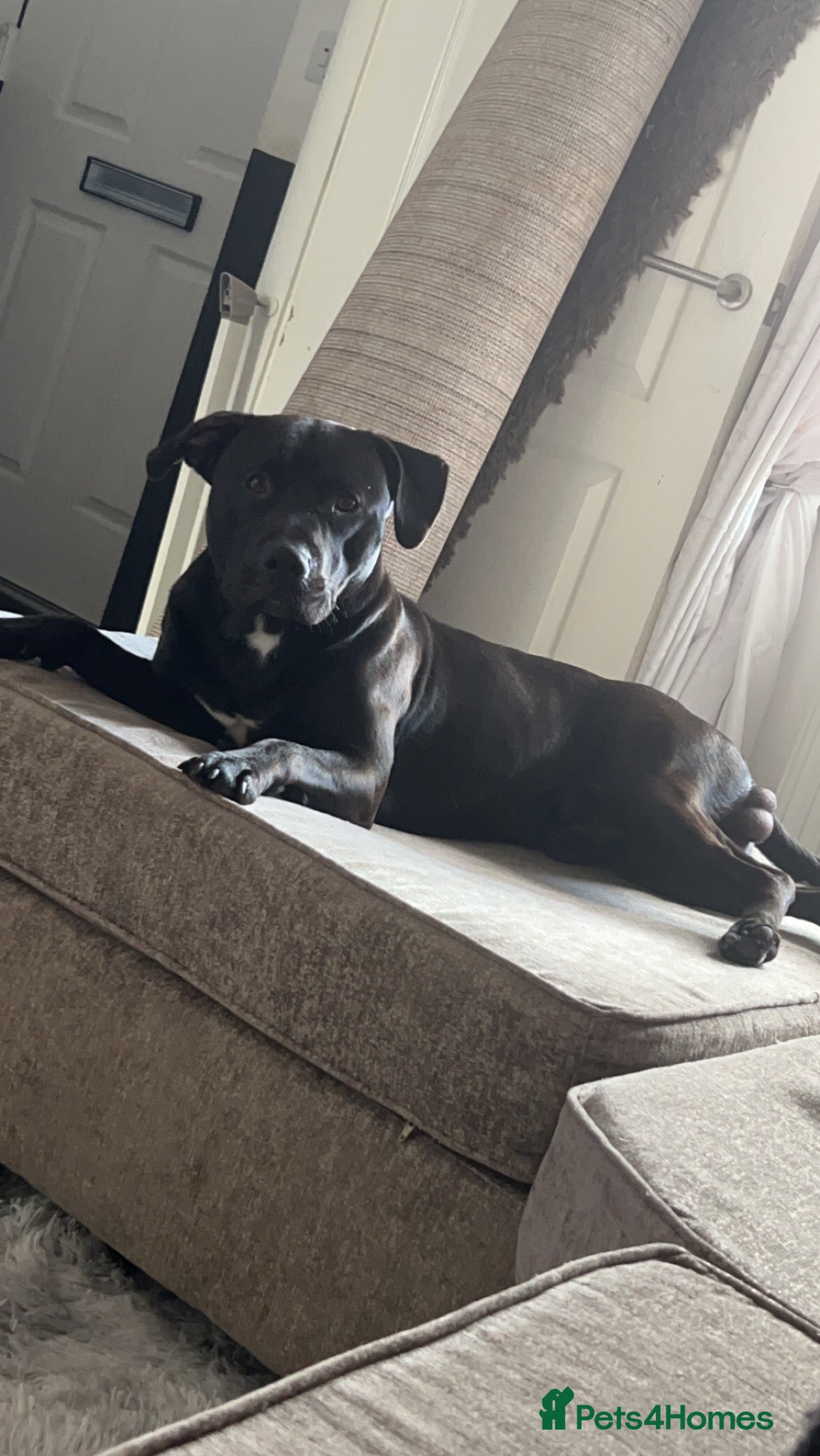 Mixed Breed dogs Lab-staffy DUKE for sale!  - Advert 1