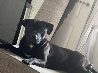 Mixed Breed dogs Lab-staffy DUKE for sale! - Advert 1