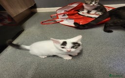 Mixed Breed cats for sale: Two gorgeous kittens for sale - Image 3