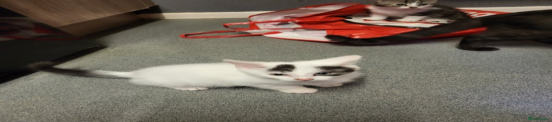 Mixed Breed Kitten 1