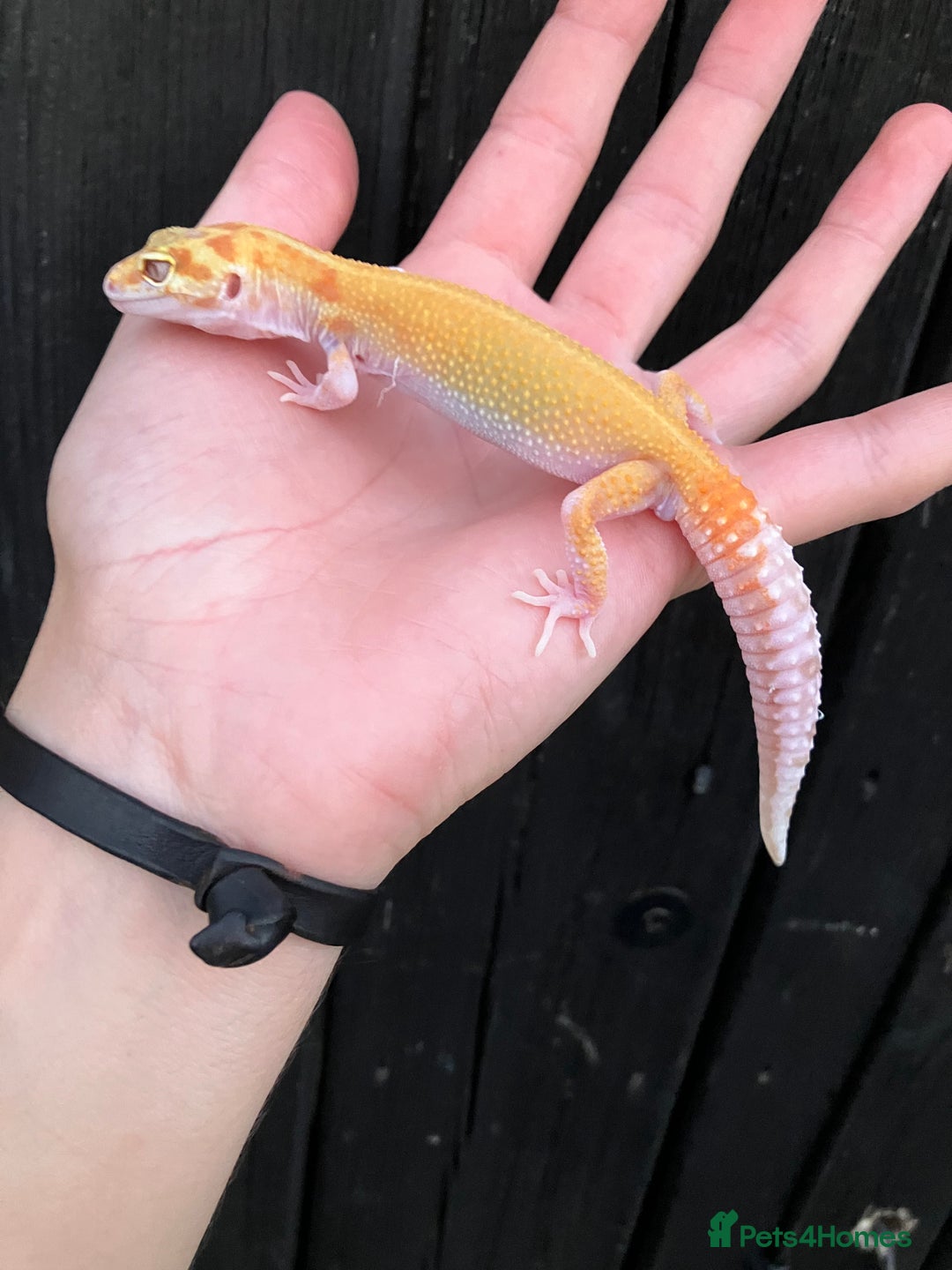 Leopard Gecko reptiles for sale: Baby Leopard Geckos in Downham Market - Image 1