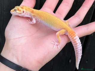 Leopard Gecko reptiles in Downham Market - Advert 10