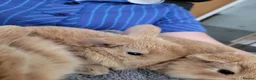 Mini Lop rabbits for sale: Mini Lop Bunnies ready for reserve - Advert 3