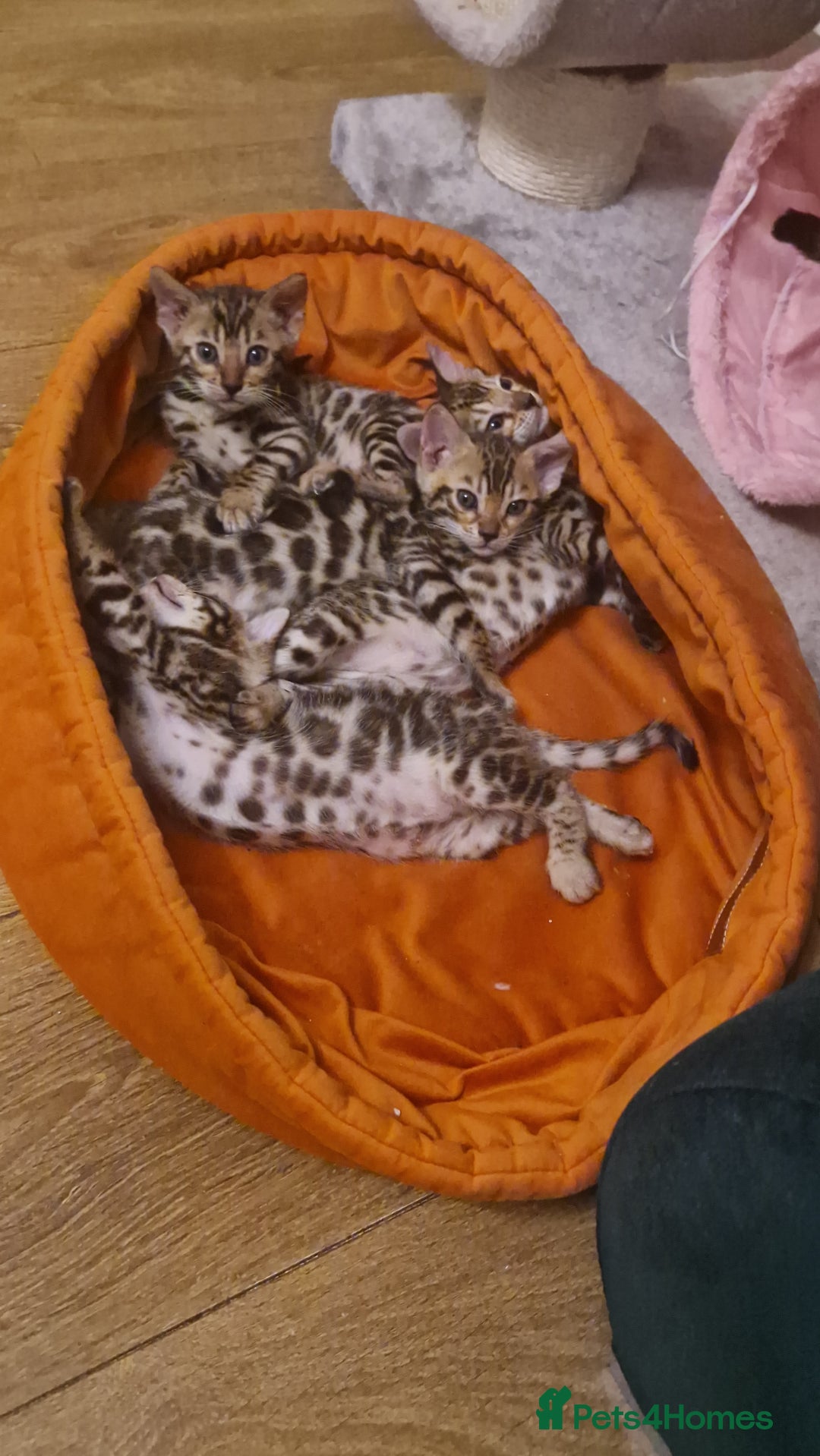 Bengal cats for sale: Beautiful kittens 🥰 - Advert 33