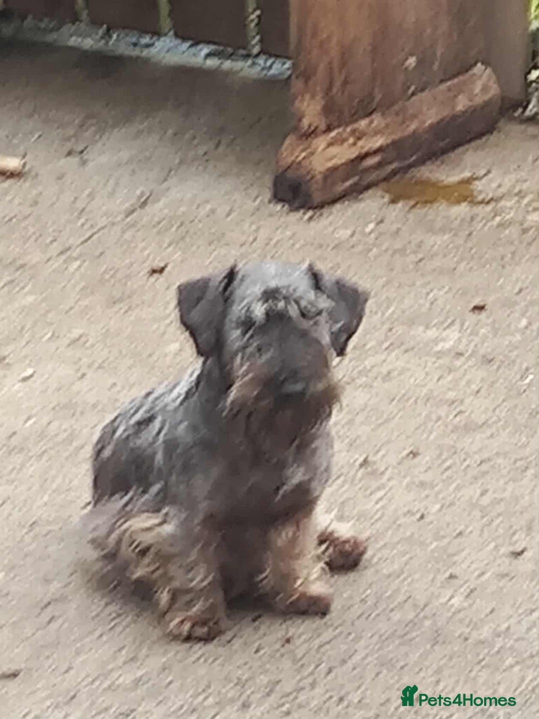 Cesky Terrier dogs for sale: CESKY TERRIER PUPPIES. advance notice - Advert 13