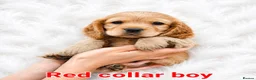 Cocker Spaniel dogs for sale: SUPERB SHOW TYPE COCKER SPANIEL PUPPIES  - Advert 1