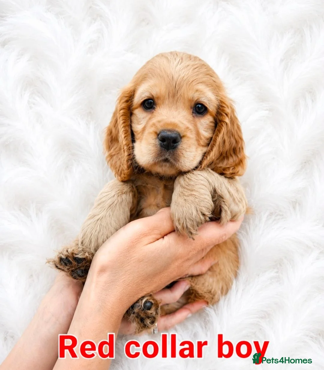 Cocker Spaniel dogs for sale: SUPERB SHOW TYPE COCKER SPANIEL PUPPIES  - Advert 1