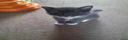 Ragdoll cats for sale: CUTE RARE BLUE RAGDOLL KITTENS  - Advert 6