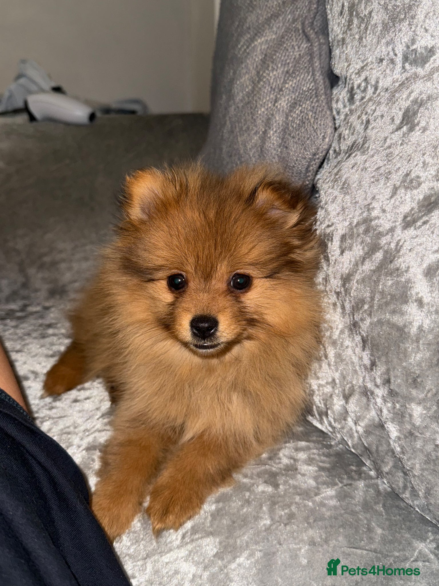 Pomeranian dogs 🌸 TINY PRINCESS POMPOM 🌸 - Advert 1