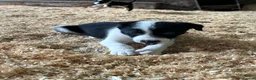 Border Collie dogs for sale: ISDS registered pups - Advert 6