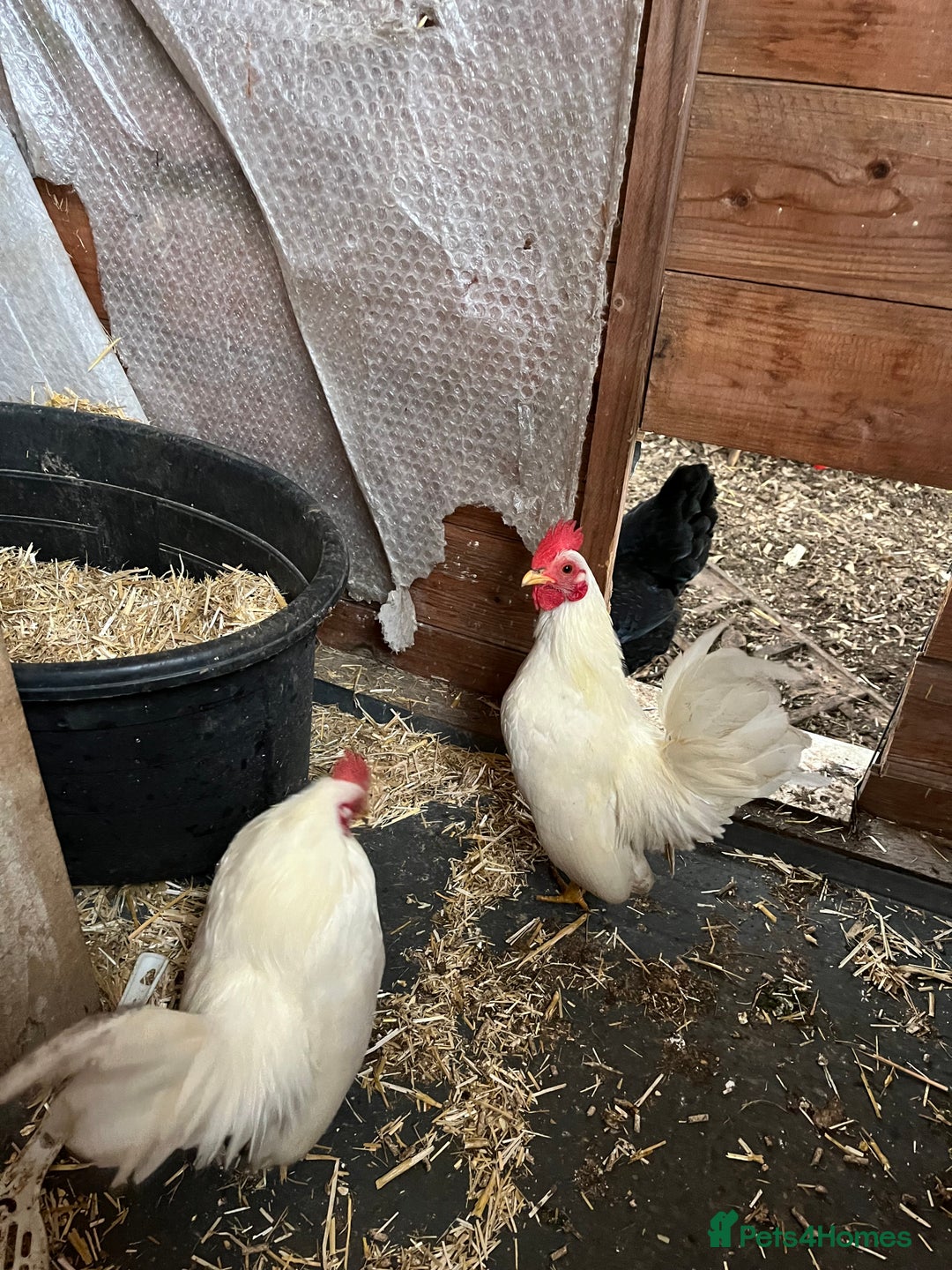 Chickens poultry for sale: Serama chicks from 12 to 24weeks - Advert 1