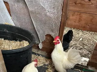 Chickens poultry Serama chicks from 12 to 24weeks - Advert 10