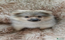 Pomeranian dogs for sale: Fluffy pomeranian looking new home - Image 6