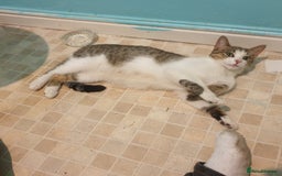 British Shorthair cats for sale: RESERVED  - Image 4