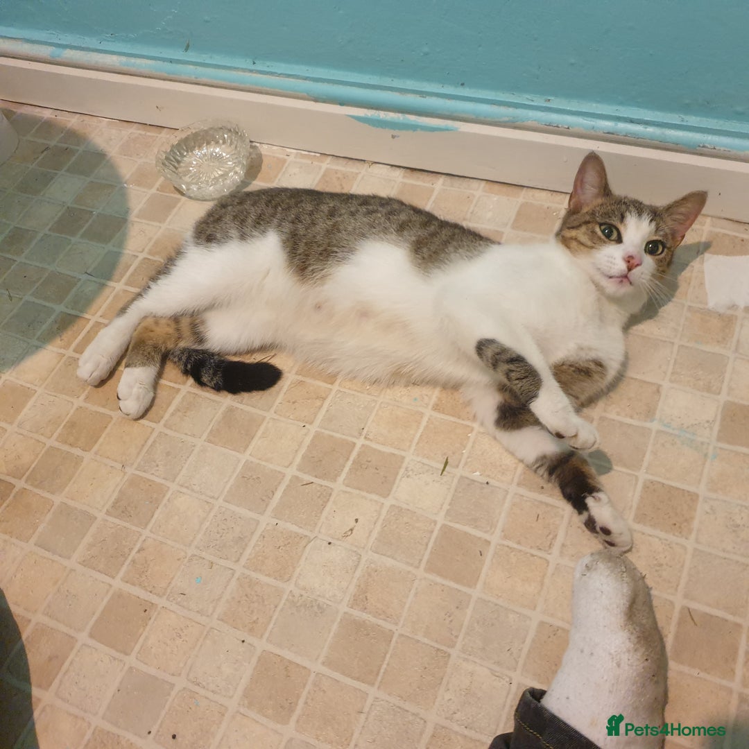 British Shorthair cats for sale: RESERVED  - Image 4