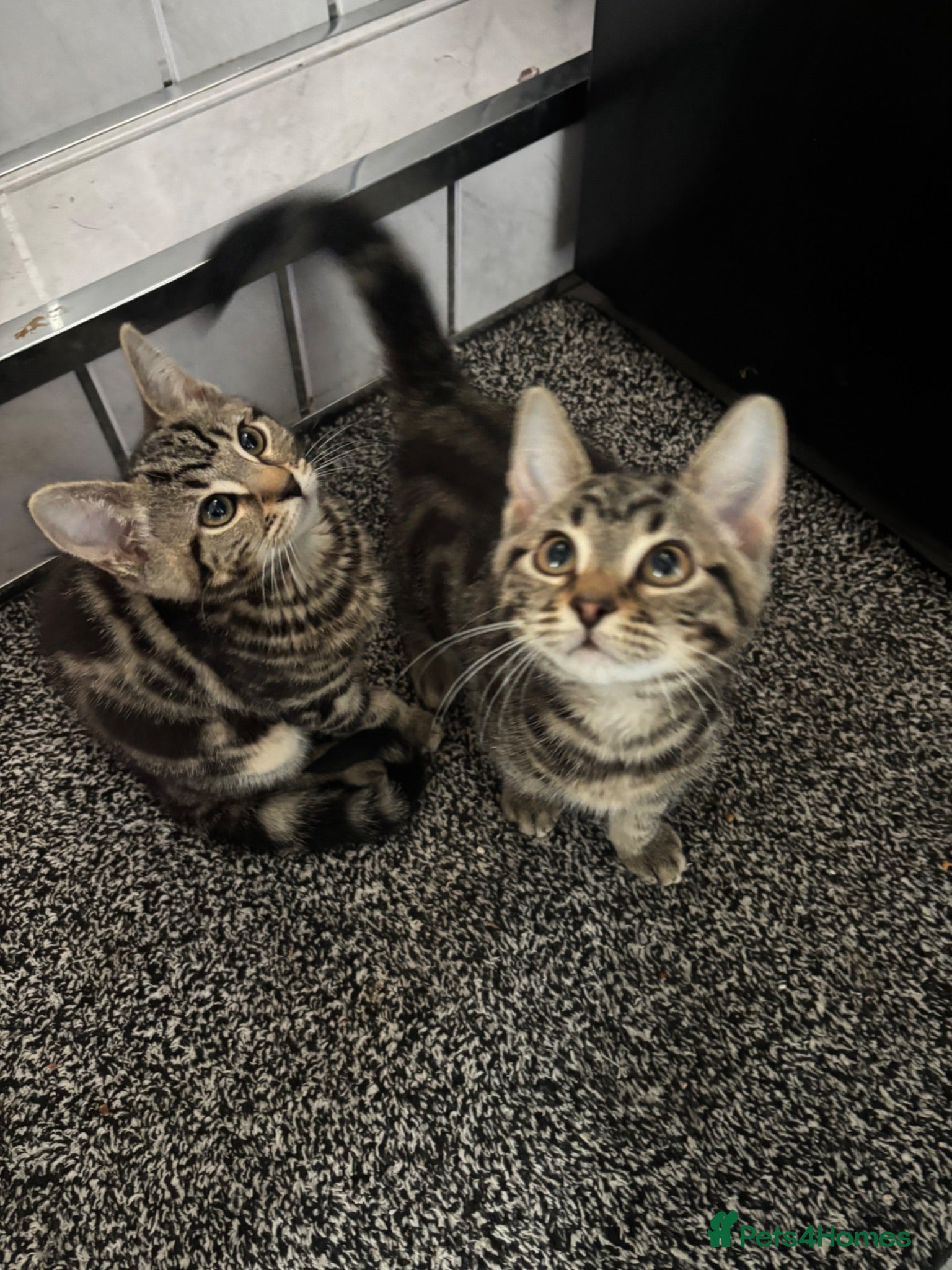 Mixed Breed cats 2 beautiful tabby kittens  - Advert 1