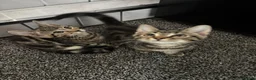 Mixed Breed cats for sale: 2 beautiful tabby kittens  - Advert 1