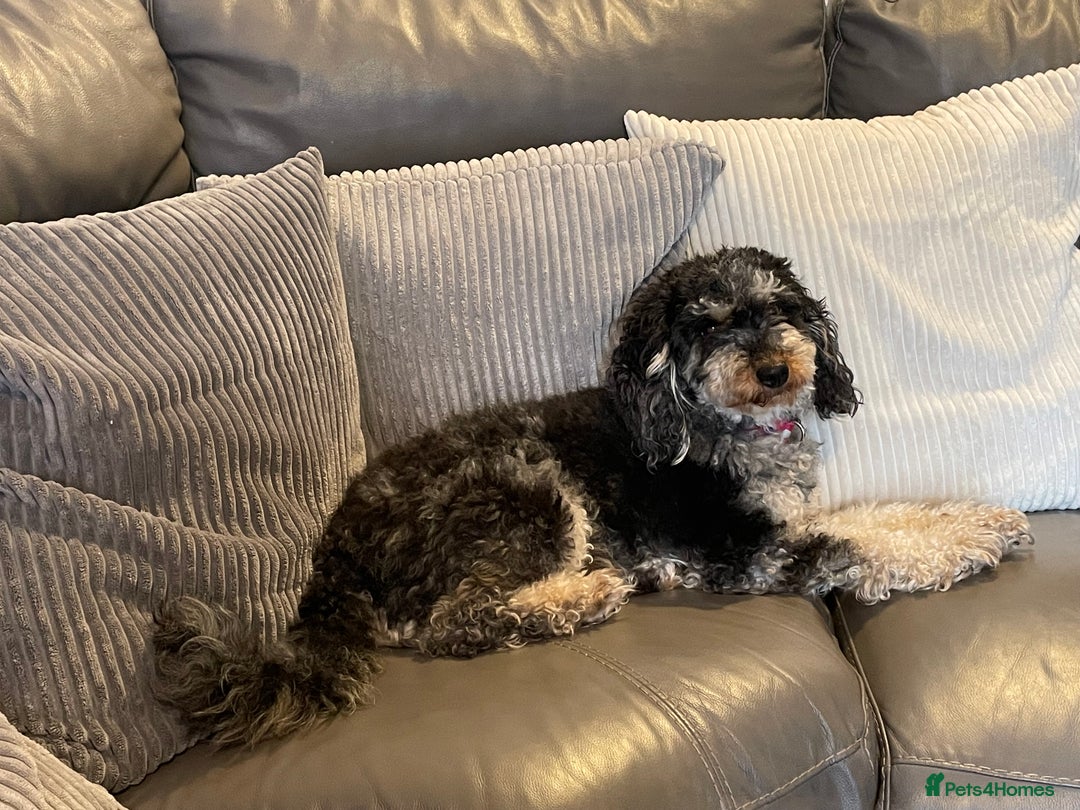 Cockapoo dogs for sale: 3 beautiful cockapoo puppies for sale  - Advert 3