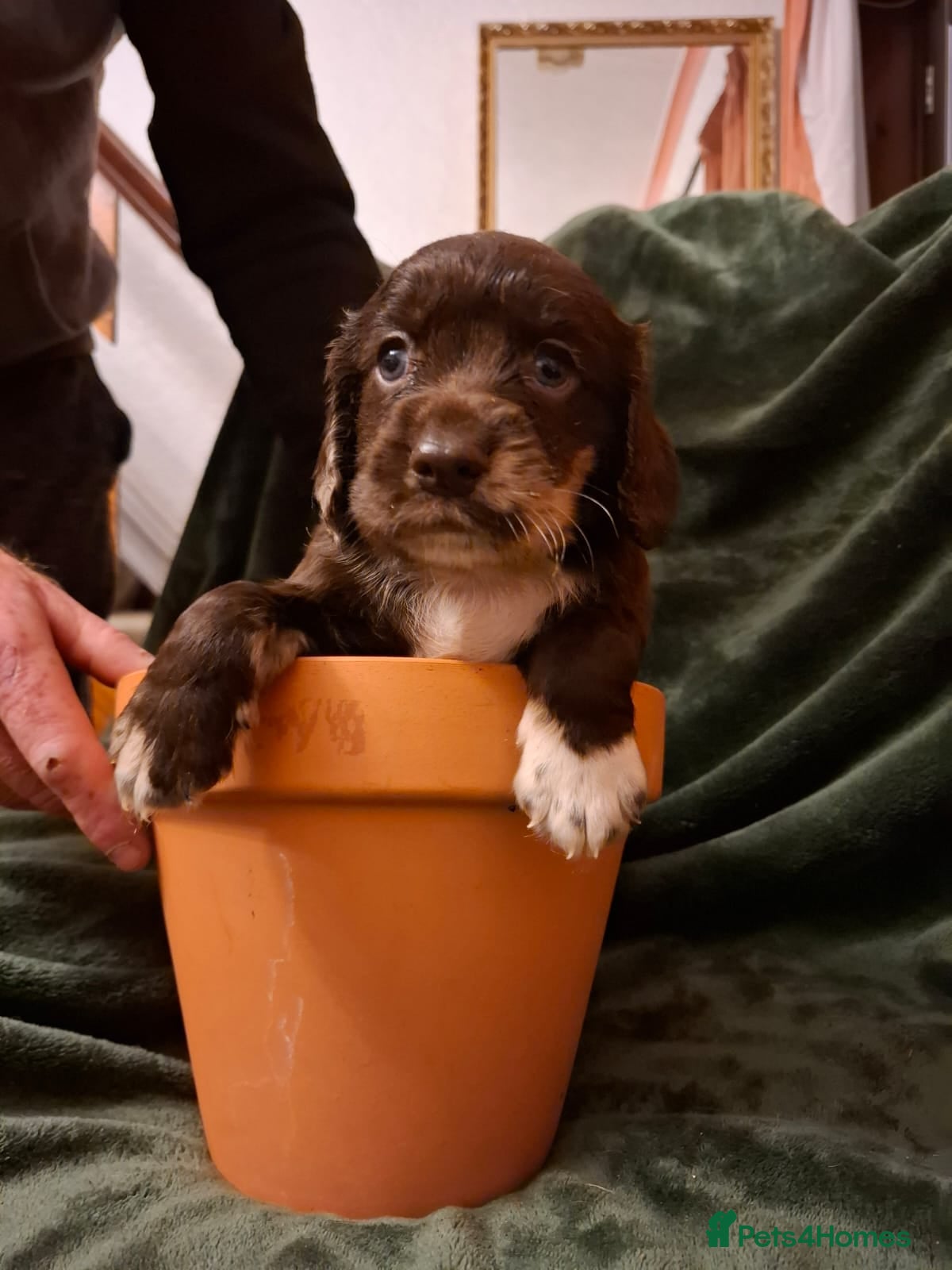 Cockerdor dogs Rare coloured stunning Cockerdor pups  - Advert 4