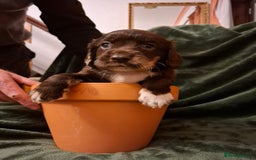 Cockerdor dogs for sale: Rare coloured stunning Cockerdor pups  - Image 1