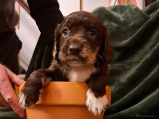 Cockerdor dogs - Advert 5