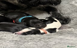 Cocker Spaniel dogs for sale: 🐾 🌼 Helianthmum Working Cocker Spaniels🌼 🐾 - Image 3