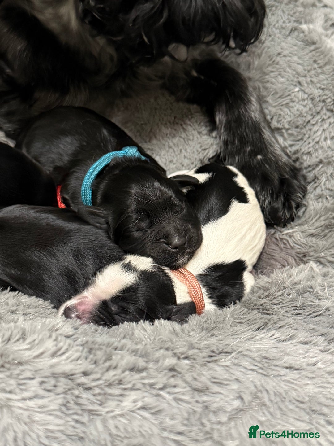 Cocker Spaniel dogs for sale: 🐾 🌼 Helianthmum Working Cocker Spaniels🌼 🐾 - Image 3