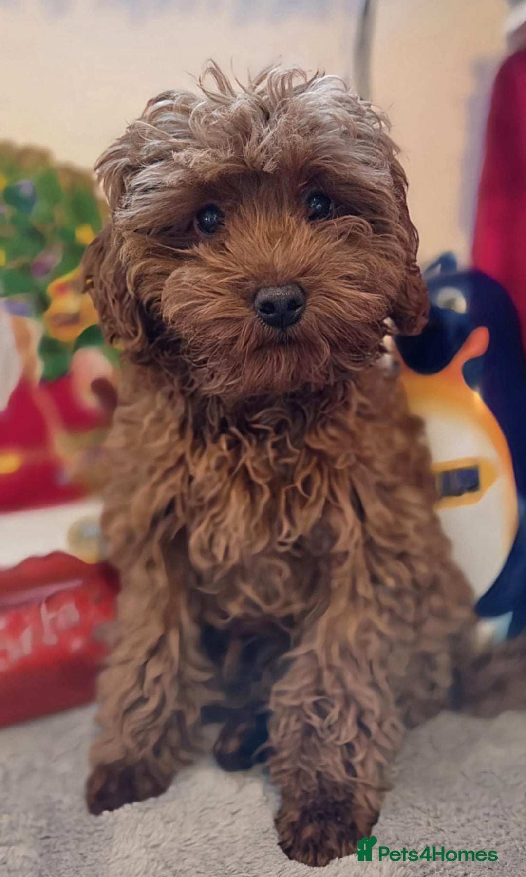 Maltipoo dogs for sale: red toy maltipoos, only 1 little boys left. - Advert 10