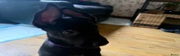 Belgian Shepherd Dog dogs for sale: last Belgian shepherd Harry READY TO GO - Advert 12