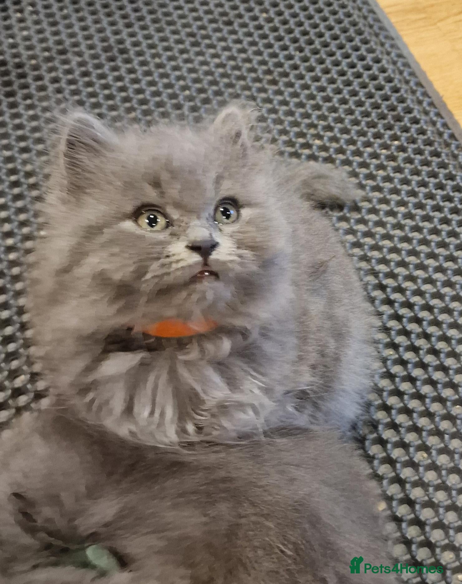 British Longhair cats Adorable British Blue longhair kittens - Advert 1