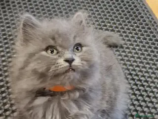British Longhair cats Adorable British Blue longhair kittens - Advert 1