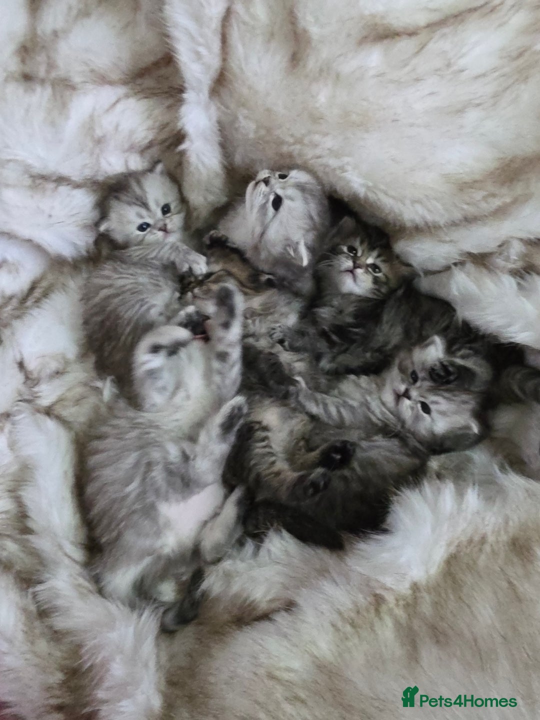 Persian cats for sale: Persian kittens  - Advert 14