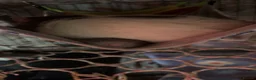 Rat rodents for sale: 3 male rats (fully bonded) - Advert 7