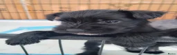 Miniature Schnauzer dogs for sale: Beautiful Black Miniature Schnauzer Puppies - Advert 9