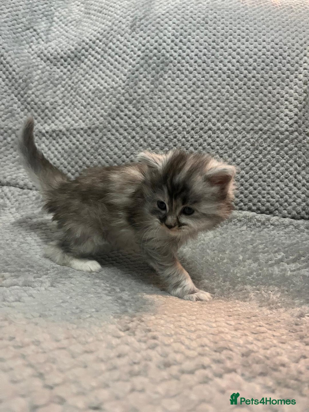 Maine Coon cats for sale: Half Maine coon kitten - Advert 10